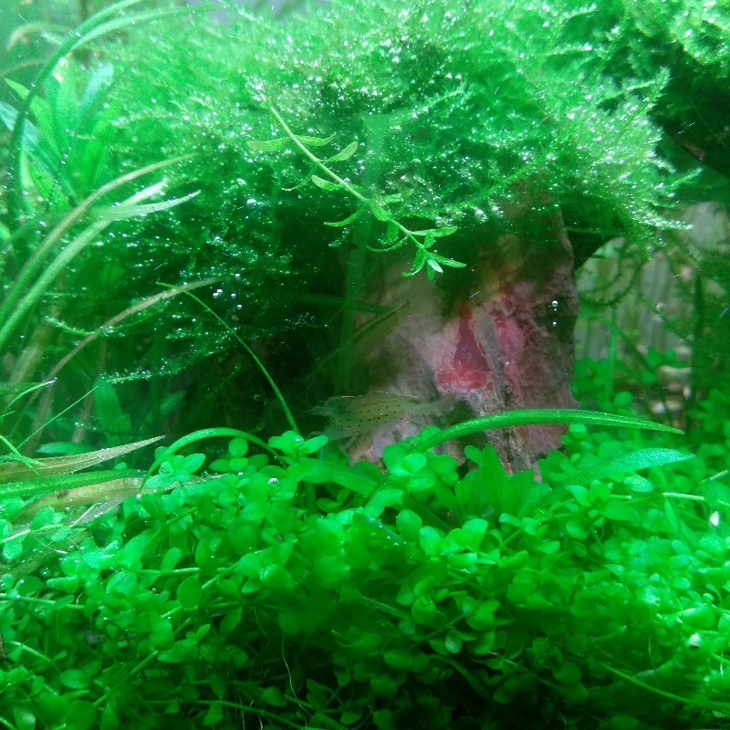 30立方水草缸 FLAT NANO 洞之森造景